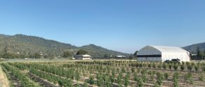Outtie farm — outdoor hemp flower rows under blue sky