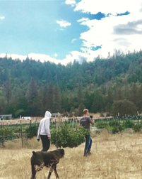 Outtie farm crew with dog walking through field